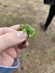 Alchemilla australis