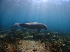 Dugong dugon