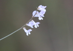 Vicia acutifolia