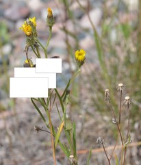 Crepis tectorum