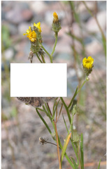 Crepis tectorum