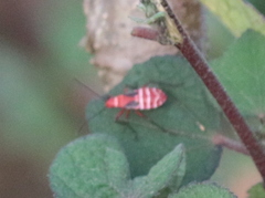 Dysdercus suturellus