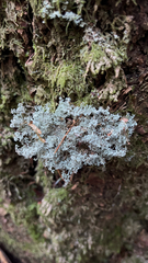 Sphaerophorus tuckermanii