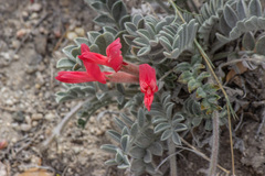 Astragalus coccineus