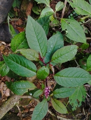 Phytolacca rugosa