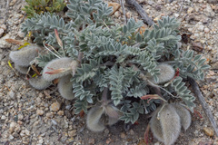 Astragalus coccineus
