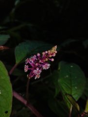 Phytolacca rugosa