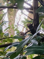 Fringilla coelebs coelebs