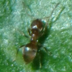 Brachymyrmex obscurior