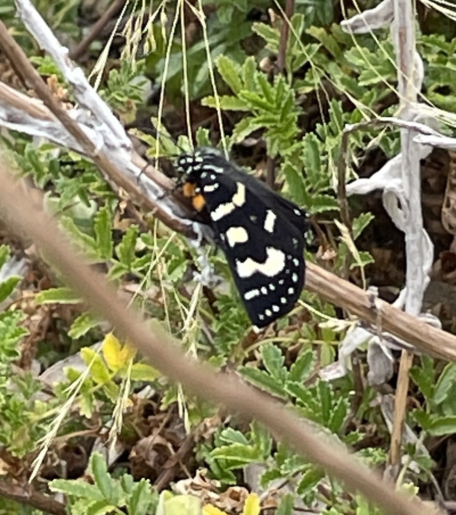 Willowherb Daymoth from Lawson Ave, Frankston South, VIC, AU on