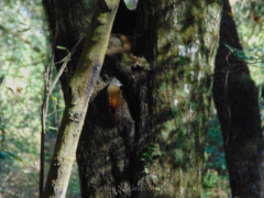 Lepidocolaptes leucogaster