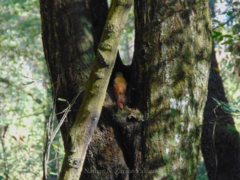 Lepidocolaptes leucogaster