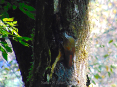 Lepidocolaptes leucogaster