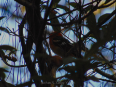 Piranga bidentata