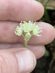 Allium burdickii