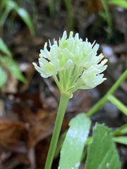 Allium burdickii