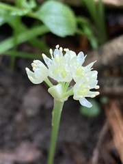 Allium burdickii