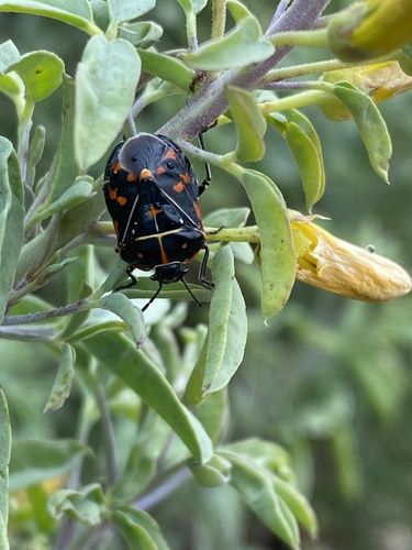 iNaturalist observation photo of Harlequin Bug
