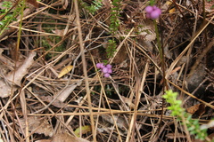 Trochocarpa cunninghamii