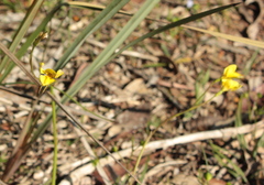 Diuris chryseopsis