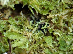 Fuscocephaloziopsis lunulifolia