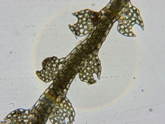 Fuscocephaloziopsis lunulifolia