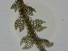 Fuscocephaloziopsis lunulifolia