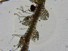 Fuscocephaloziopsis lunulifolia