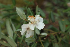 Eucryphia lucida