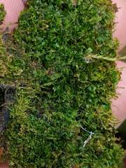 Fuscocephaloziopsis lunulifolia