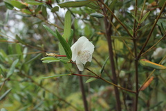 Eucryphia lucida