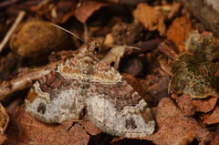 Xanthorhoe ferrugata