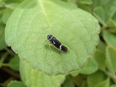 Macugonalia leucomelas