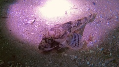 Myoxocephalus octodecemspinosus