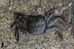 Grapsus grapsus