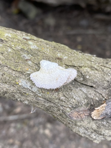iNaturalist observation photo of splitgill mushroom