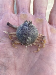 Persephona aquilonaris