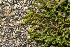 Frullania dilatata