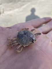 Persephona aquilonaris