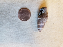 Atrimitra idae
