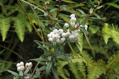 Gaultheria hispida