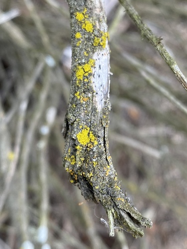 iNaturalist observation photo of Pacific Candleflame Lichen