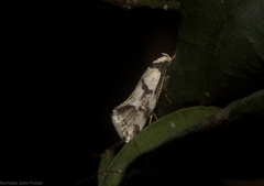 Coesyra hemiphragma