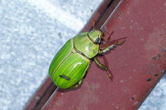 Pelidnota prasina