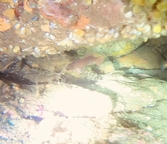 Tautogolabrus adspersus