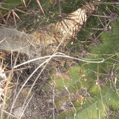 Aglaoctenus lagotis