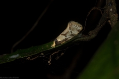 Coesyra hemiphragma