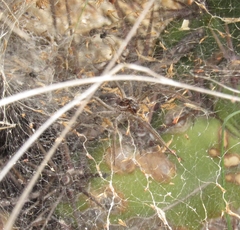 Aglaoctenus lagotis