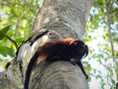 Leontopithecus chrysopygus