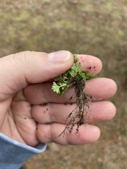 Alchemilla australis